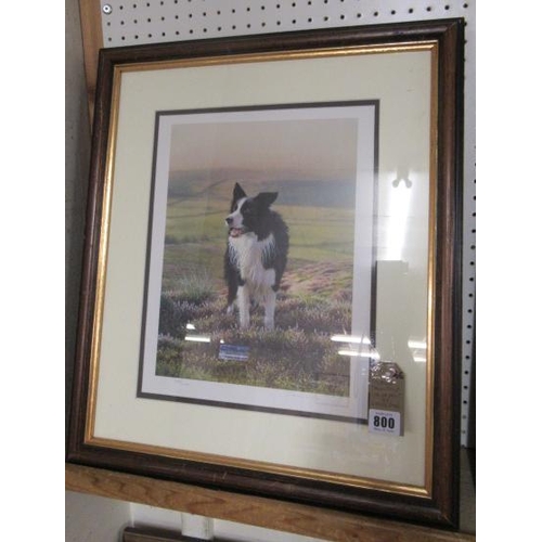 800 - STEPHEN TOWNSEND LIMITED EDITION PRINT OF A COLLIE DOG