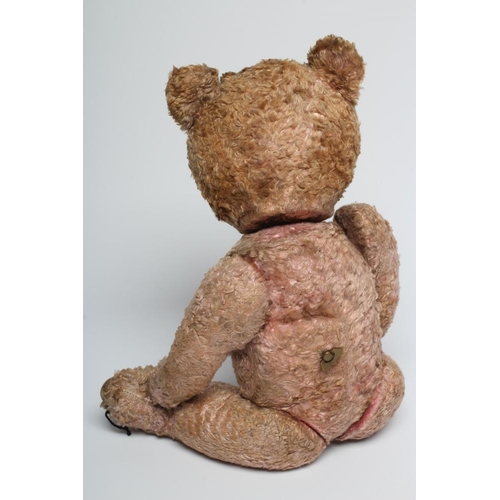 168 - A musical pink teddy, with curly plush with remnants of colour particularly within swivel joints, am... 