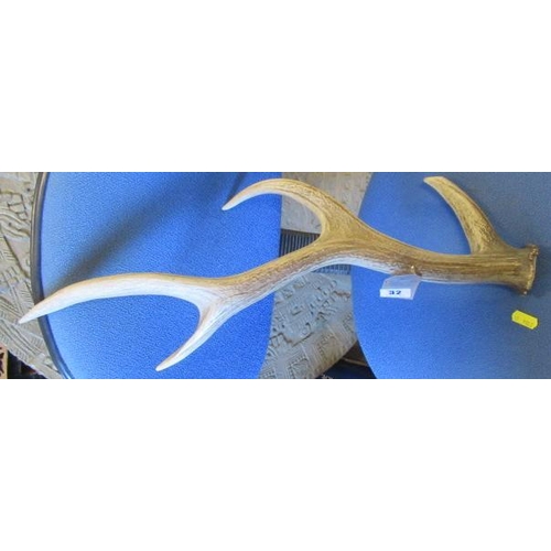 32 - ONE  ANTLER