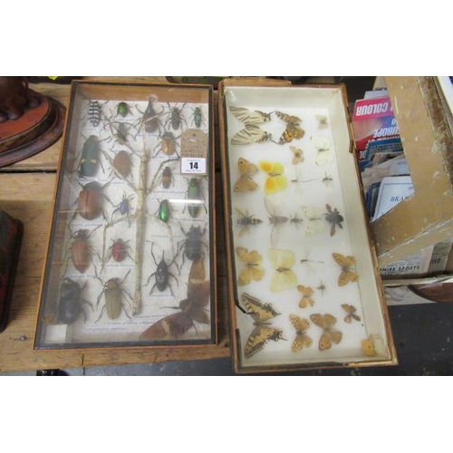 14 - TWO CASES OF INSECTS AND MOTHS ETC