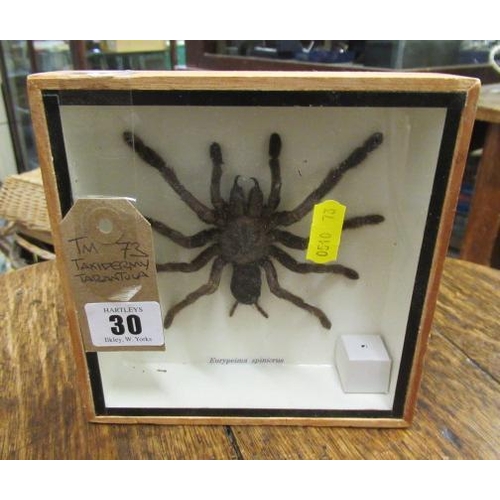 30 - TAXIDERMY TARANTULA