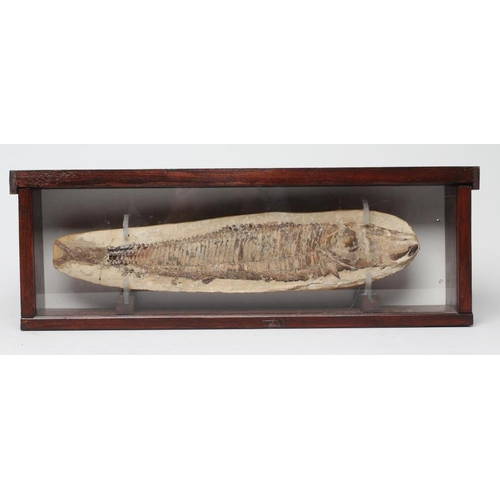 549 - A VINCTIFER FOSSILISED FISH from the Santana formation in Brazil, 17 1/2