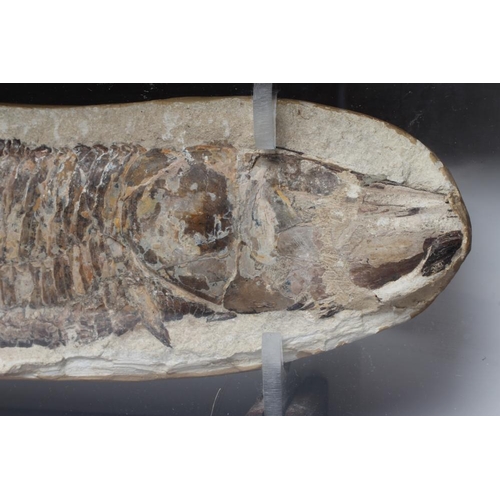 549 - A VINCTIFER FOSSILISED FISH from the Santana formation in Brazil, 17 1/2