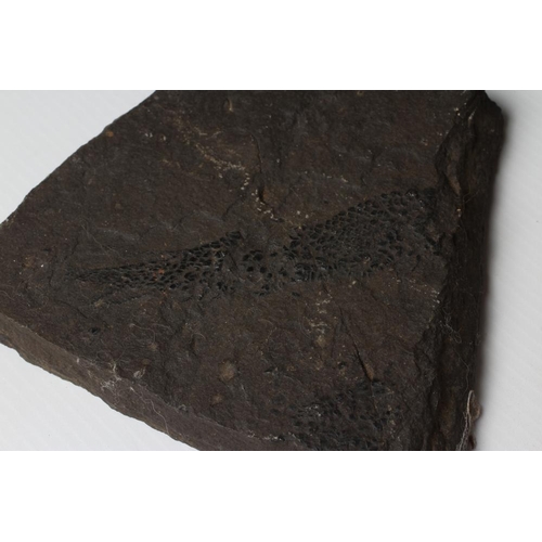 551 - FIVE FOSSIL SPECIMENS comprising three fish specimens on black slate, another with four fish on a li... 