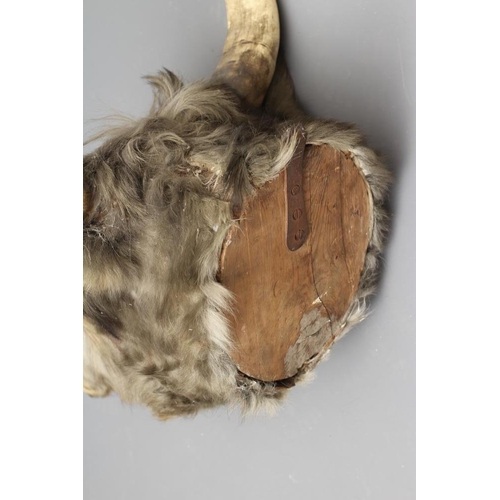 541 - A TAXIDERMY COW, possibly Chillingham, with glass eyes and horns, 22 1/2