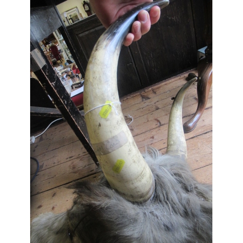 541 - A TAXIDERMY COW, possibly Chillingham, with glass eyes and horns, 22 1/2