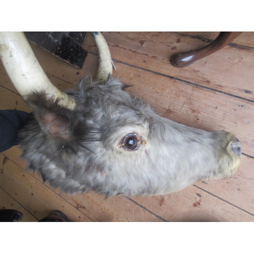 541 - A TAXIDERMY COW, possibly Chillingham, with glass eyes and horns, 22 1/2