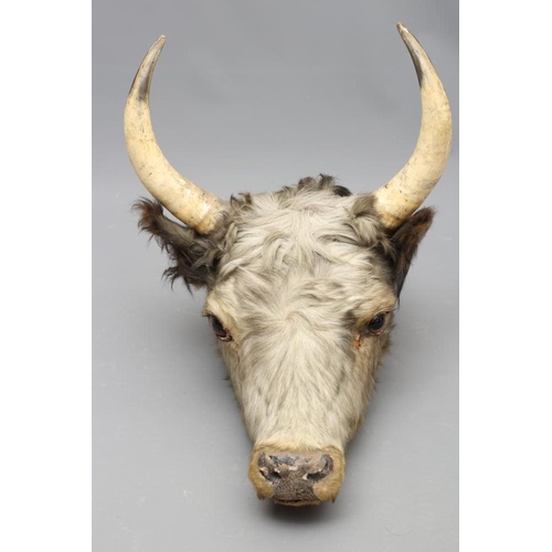 541 - A TAXIDERMY COW, possibly Chillingham, with glass eyes and horns, 22 1/2