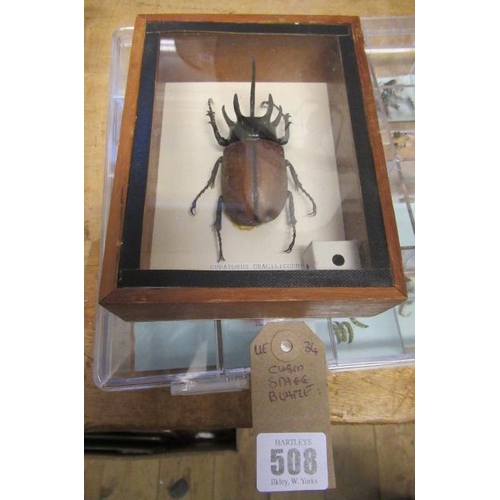 508 - CASED STAG BEETLE