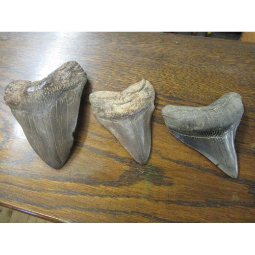 571 - THREE MEGLADON FOSSILISED TEETH