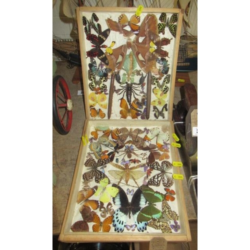 32 - TWO INSECT AND BUTTERFLY TRAYS