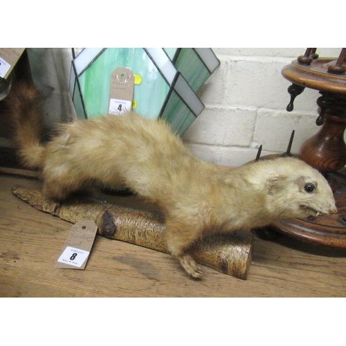 8 - TAXIDERMY FERRET