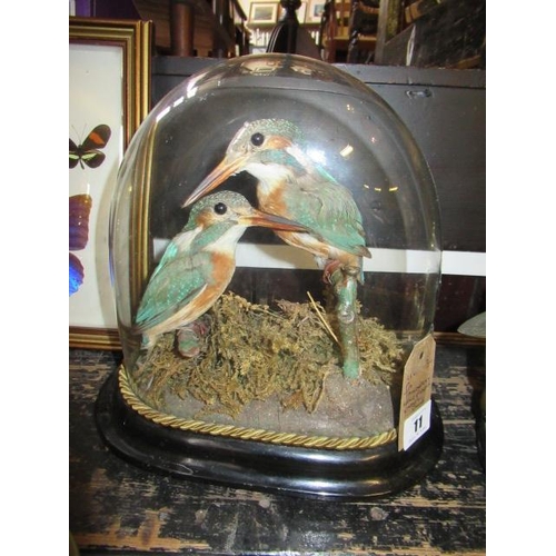 11 - PAIR OF TAXIDERMY KINGFISHERS UNDER DOME