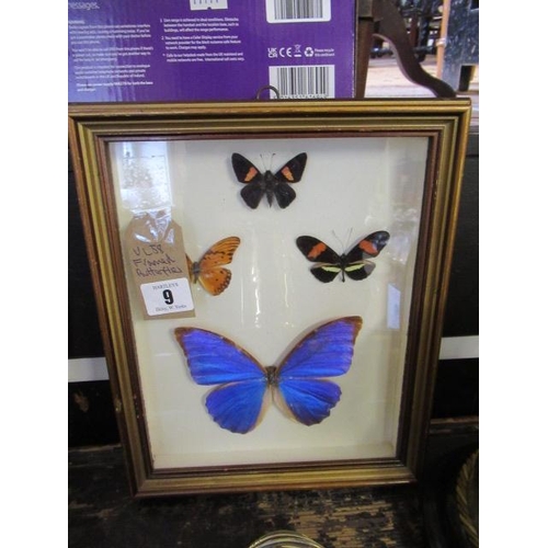 9 - FRAMED BUTTERFLIES