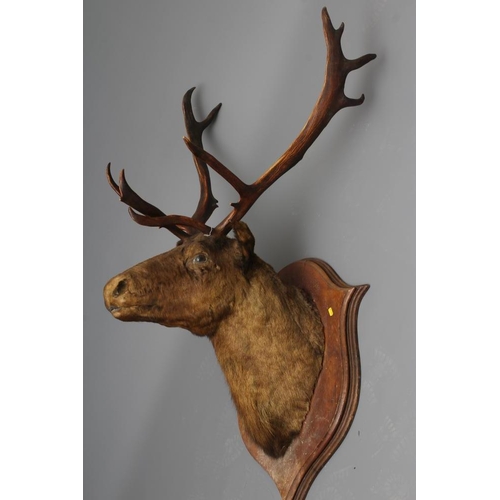 362 - A LARGE TAXIDERMY CANADIAN CARIBOU HEAD AND NECK MOUNT by Emack Bros., Frederickton, New Brunswick, ... 