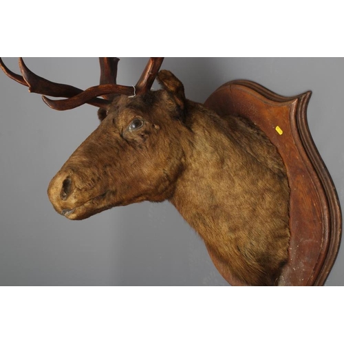 362 - A LARGE TAXIDERMY CANADIAN CARIBOU HEAD AND NECK MOUNT by Emack Bros., Frederickton, New Brunswick, ... 