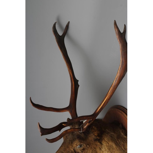 362 - A LARGE TAXIDERMY CANADIAN CARIBOU HEAD AND NECK MOUNT by Emack Bros., Frederickton, New Brunswick, ... 