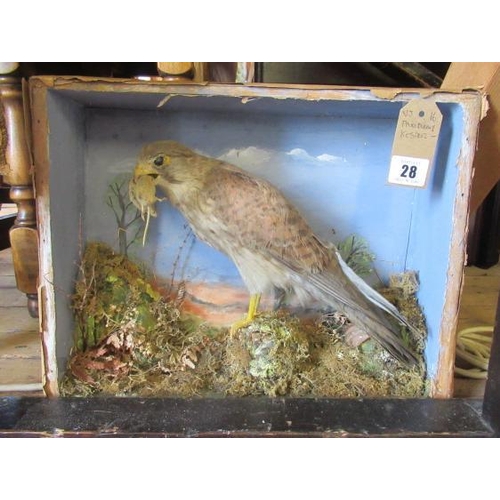 28 - TAXIDERMY KESTREL