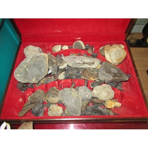 331 - BOX OF FOSSILS