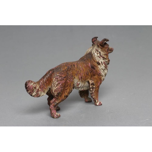 322 - AN AUSTRIAN COLD PAINTED BRONZE ROUGH HAIRED COLLIE DOG, c.1900, in brown and white, unmarked, 5