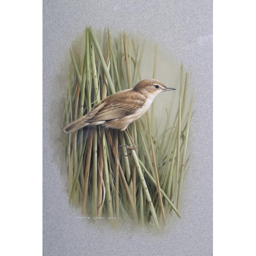 357 - TERANCE JAMES BOND (b.1946) A Reed Warbler, watercolour heightened with white, signed, 13 1/4