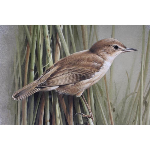 357 - TERANCE JAMES BOND (b.1946) A Reed Warbler, watercolour heightened with white, signed, 13 1/4