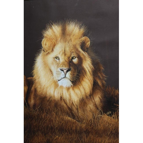 409 - JOHN MOULD (b.1958) A Lion Resting, oil on board, signed, 20 1/2