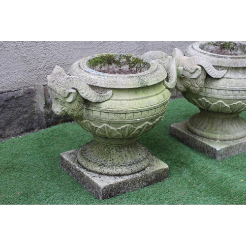 473 - A PAIR OF COMPOSITION STONE URNS, the ovoid bowls with stiff leaf banding and rams head handles, on ... 