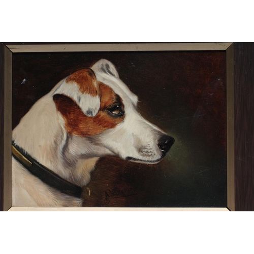 684 - JOHN ALFRED WHEELER (1852- 1932) Head of a Jack Russell, oil on board, signed, 6 1/4