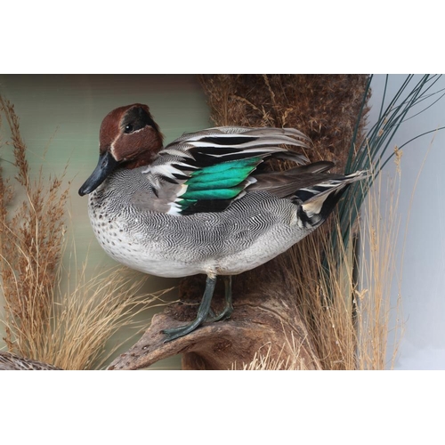 595 - A PAIR OF TAXIDERMY TEAL, comprising a drake and a hen in a naturalistic setting, within a case glaz... 