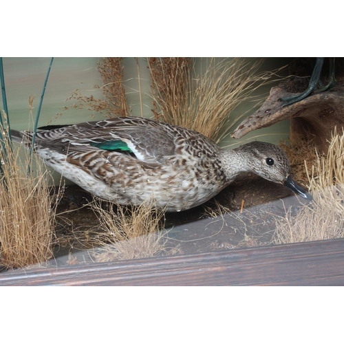 595 - A PAIR OF TAXIDERMY TEAL, comprising a drake and a hen in a naturalistic setting, within a case glaz... 