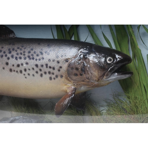 598 - A TAXIDERMY BROWN TROUT, 1991, mounted in a natural setting within a glazed bow front case, inscribe... 