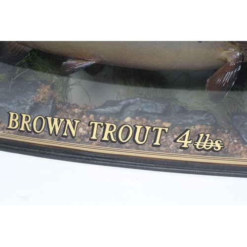 598 - A TAXIDERMY BROWN TROUT, 1991, mounted in a natural setting within a glazed bow front case, inscribe... 