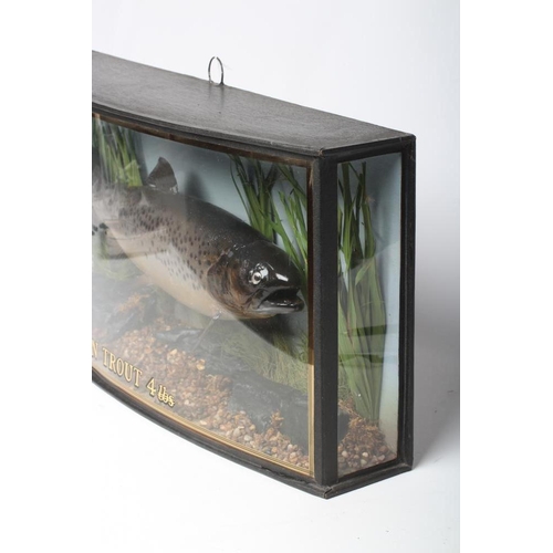 598 - A TAXIDERMY BROWN TROUT, 1991, mounted in a natural setting within a glazed bow front case, inscribe... 