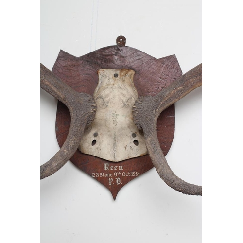 601 - A SET OF RED STAG ANTLERS with ten points and mounted on an oak shield inscribed 