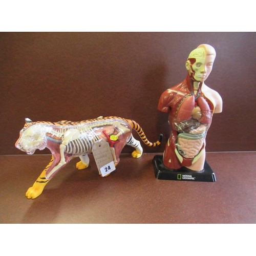 24 - ANATOMICAL MODELS OF HUMAN AND TIGER