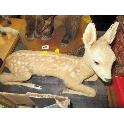 416 - TAXIDERMY FAWN