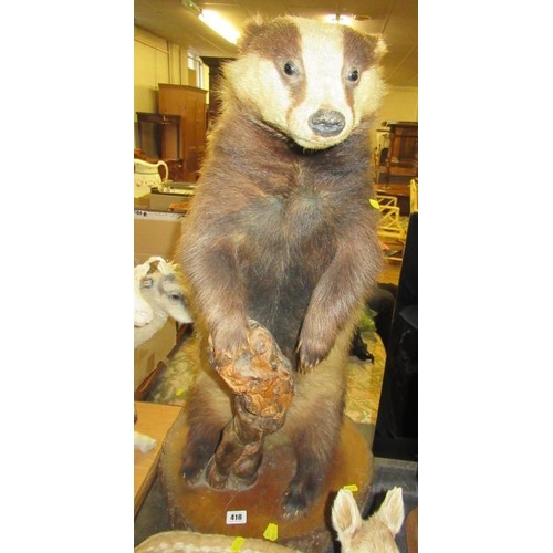 418 - TAXIDERMY BADGER