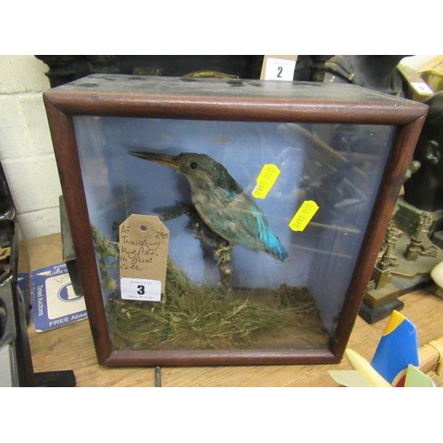 3 - CASED TAXIDERMY KINGFISHER