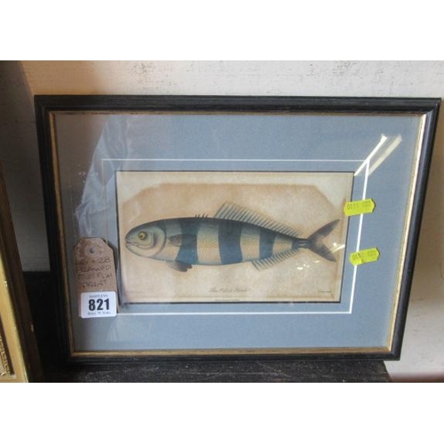 821 - FRAMED PILOT FISH PRINT