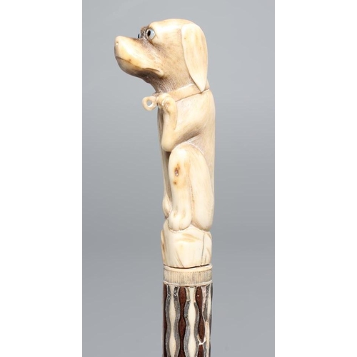 662 - A GEORGIAN GENTLEMAN'S WALKING CANE, early 19th century, the bone handle carved as a begging dog wit... 