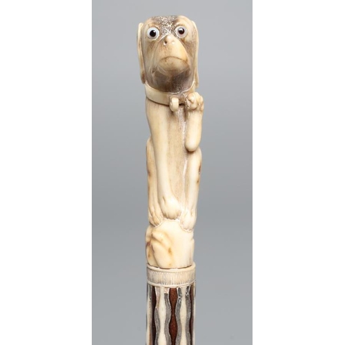 662 - A GEORGIAN GENTLEMAN'S WALKING CANE, early 19th century, the bone handle carved as a begging dog wit... 