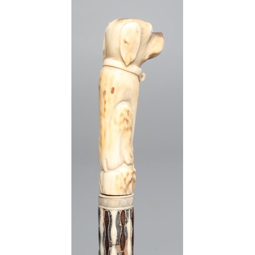 662 - A GEORGIAN GENTLEMAN'S WALKING CANE, early 19th century, the bone handle carved as a begging dog wit... 