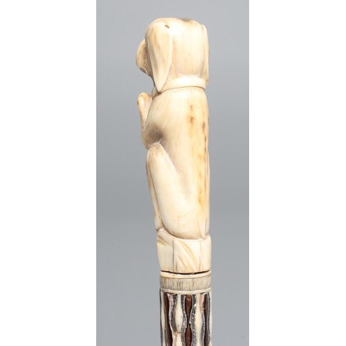 662 - A GEORGIAN GENTLEMAN'S WALKING CANE, early 19th century, the bone handle carved as a begging dog wit... 