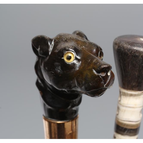 663 - A VICTORIAN GENTLEMAN'S WALKING CANE, the horn handle carved as a dog's head with inset amber and bl... 