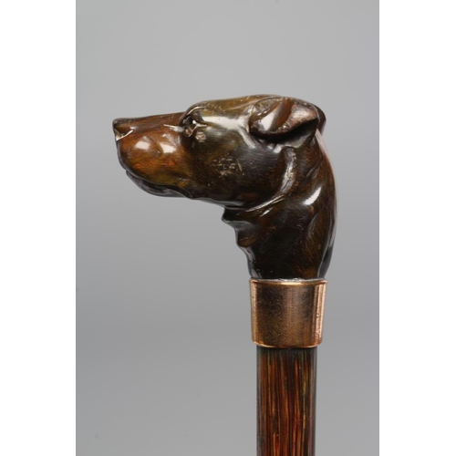 663 - A VICTORIAN GENTLEMAN'S WALKING CANE, the horn handle carved as a dog's head with inset amber and bl... 