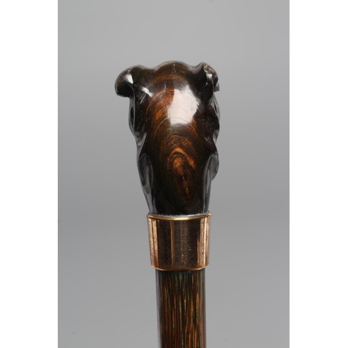 663 - A VICTORIAN GENTLEMAN'S WALKING CANE, the horn handle carved as a dog's head with inset amber and bl... 