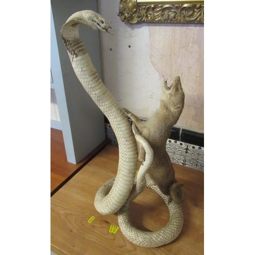 411 - TAXIDERMY MONGOOSE AND COBRA