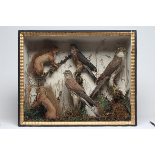 533 - A CASED TAXIDERMY DISPLAY, early 20th century, containing two red squirrels, a Merlin, a Kestrel and... 