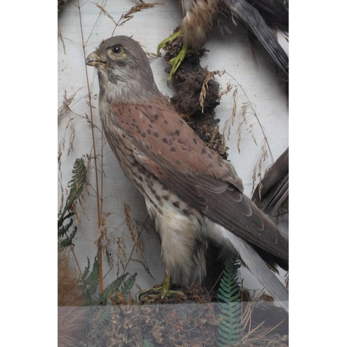 533 - A CASED TAXIDERMY DISPLAY, early 20th century, containing two red squirrels, a Merlin, a Kestrel and... 